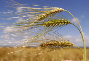 Le dénombrement du 'Omer et la nouvelle offrande