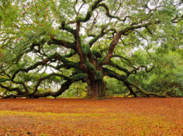 le « nouvel an des arbres »