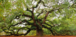 le « nouvel an des arbres »