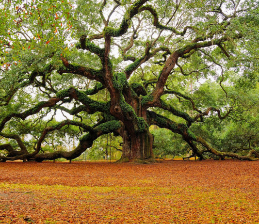 le « nouvel an des arbres »