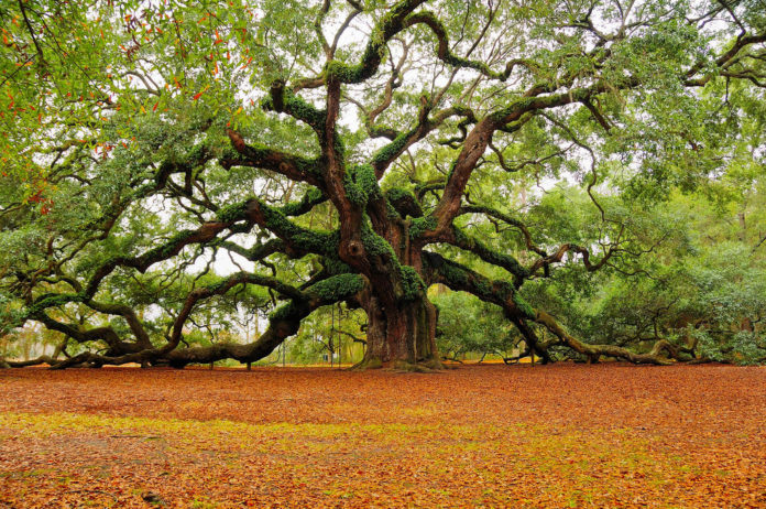 le « nouvel an des arbres »