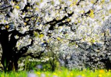 Lois de la bénédiction sur les arbres