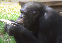 Pessa’h au safari – vidéo