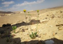 Gouvernance des ressources en eau : Israël à l’avant-garde de la gestion et de l’innovation