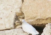 17 Tamouz : le deuil et l’espoir