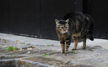 Israël, paradis pour chats errants et chiens en laisse