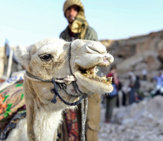 Un arabe désavoué pour avoir rejoint Tsahal