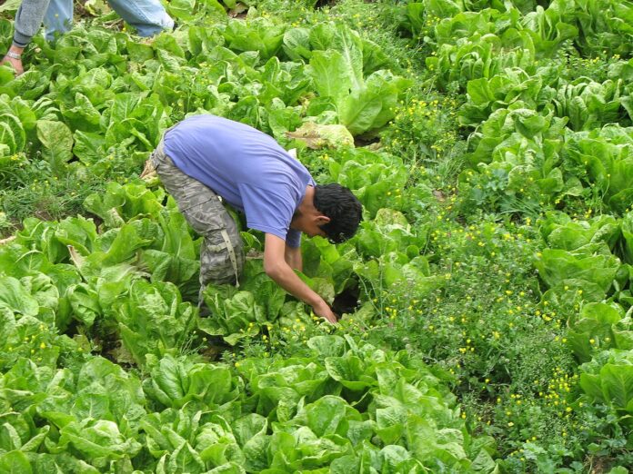 Picking_Lettuce_in_Artas,_West_Bank,_Palestine