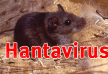 Le virus Hanta est devenu un cauchemar mondial — les experts attendent désormais une date précise
