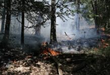 « Il cherchait du travail » : arrestation d’un pompier qui a avoué avoir incendié la forêt royale en France